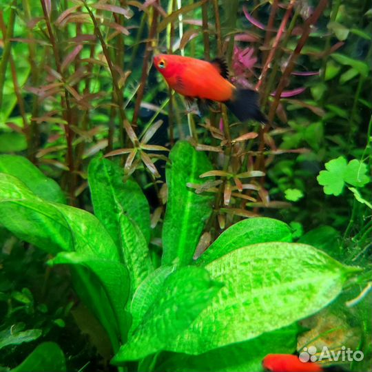 Аквариумная рыбка. Пецилия редиска