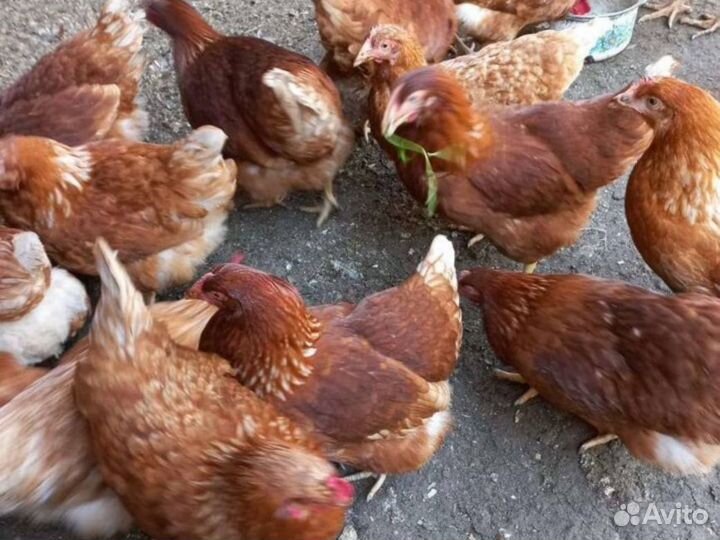 Куры-несушки