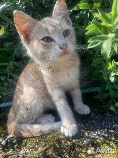 Рыжий котенок в дар бесплатно