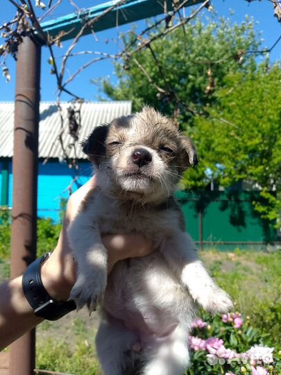 Собака в добрые руки отдам бесплатно