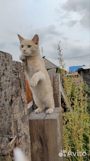 Котёнок