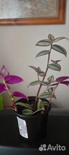 Традесканция зебрина