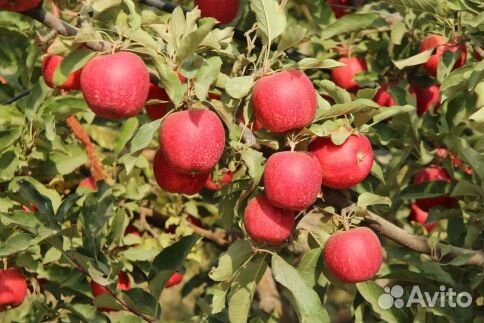 Саженцы яблони «Гала Маст»