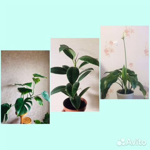 Фикус Мелани. Фикус Лирата