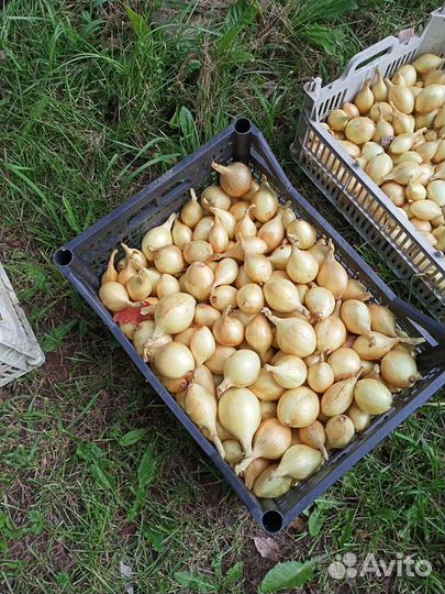 Лук семейный