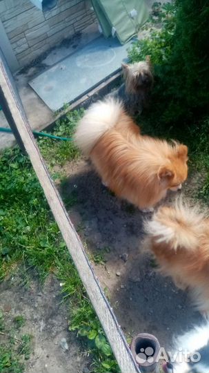 Шпиц помиранский набивные щенки