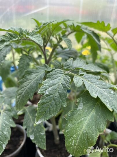 Рассада домашняя томатов,огурцов, переца