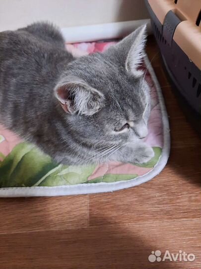 Кошки в добрые руки