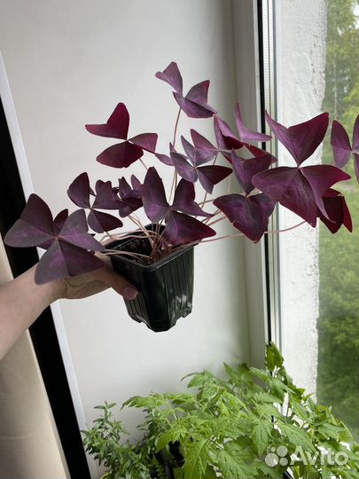 Кислица оксалис фиолетовая