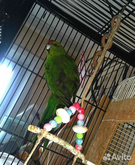 Новозеландский прыгающий попугай (какарик)