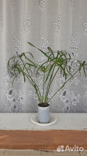 Комнатные цветы