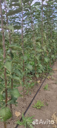 Саженцы плодовых деревьев сливы, груши, яблока