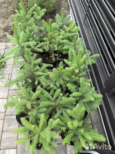 Glauca Kaibab (Глаука Кейбаб)