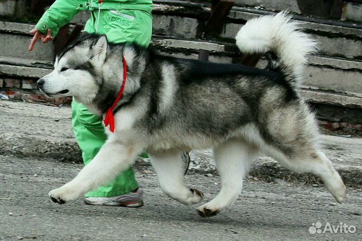 Щенки маламута с уникальной родословной