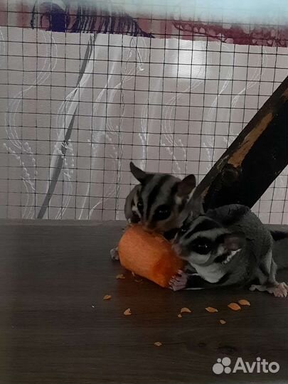 Белка Летяга