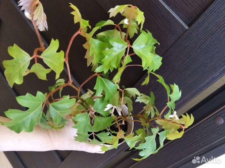 Циссус березка