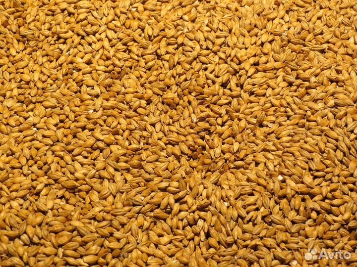 Зерно Пшеница Ячмень Солома ячменная