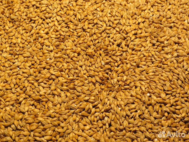 Зерно Пшеница Ячмень Солома ячменная