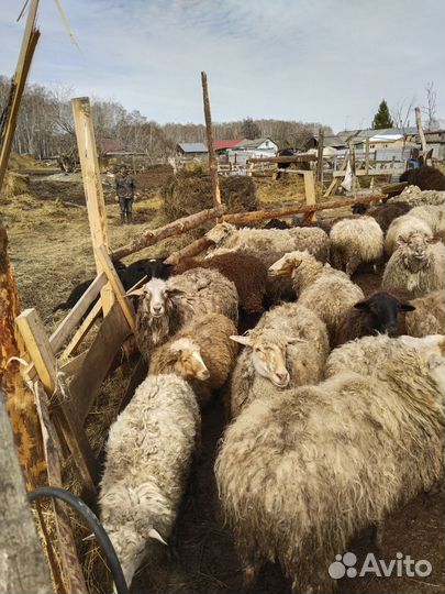 Продам овец