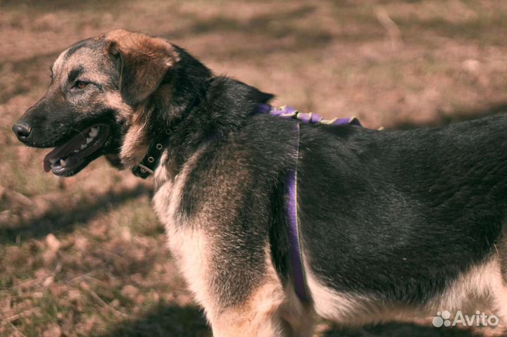 Оладушек из приюта 10 мес
