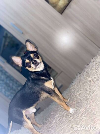 Чихуахуа кобель на вязку