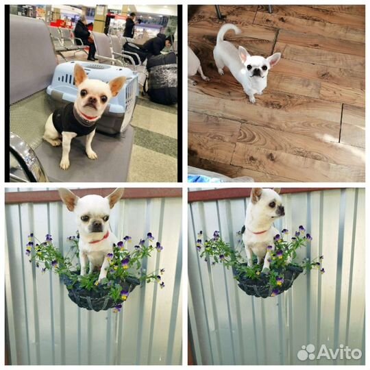 Вязка микро мини чихуахуа