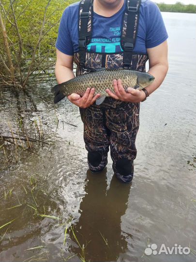 Карп, белый амур, толстолобик живой