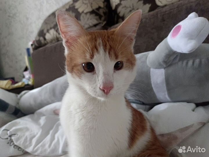 Молодой котик в дар