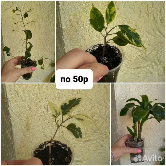 Фикус,хирита,драцена,сингониум