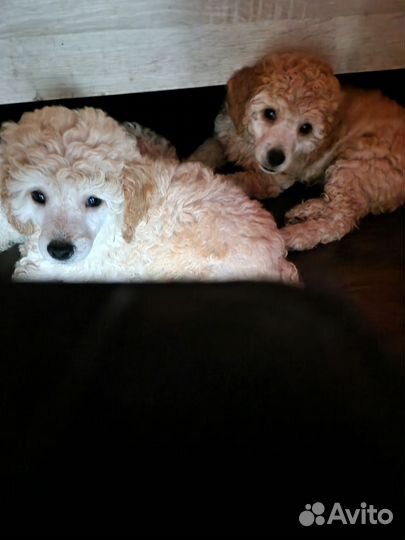 Карликовый пудель