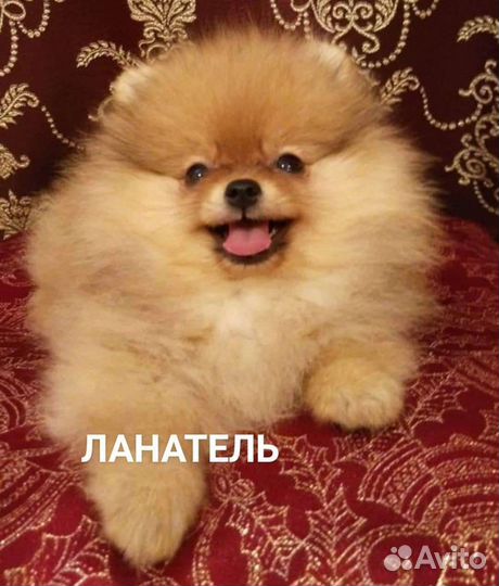Щенки померанского шпица