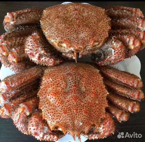 Краб волосатик