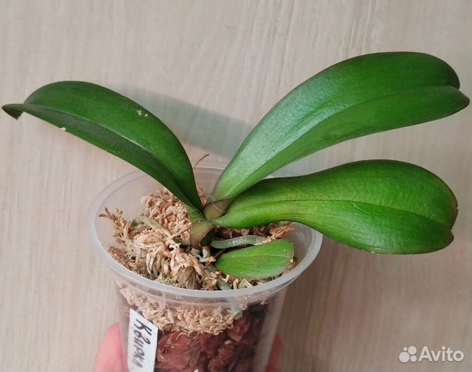 Орхидея фаленопсис Qwirkle