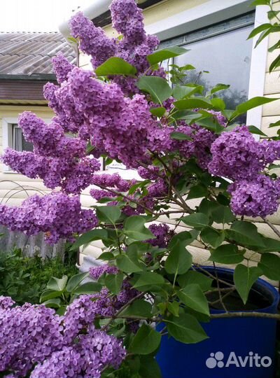 Сирень сортовая. Хосты