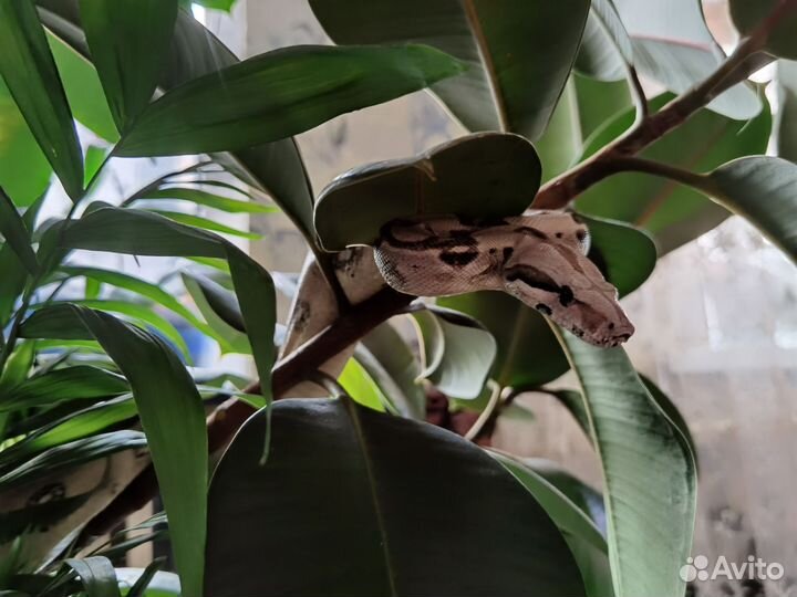 Императорский удав