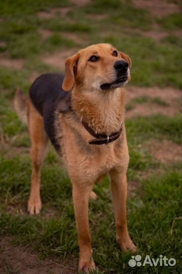 Тимошке нужен дом