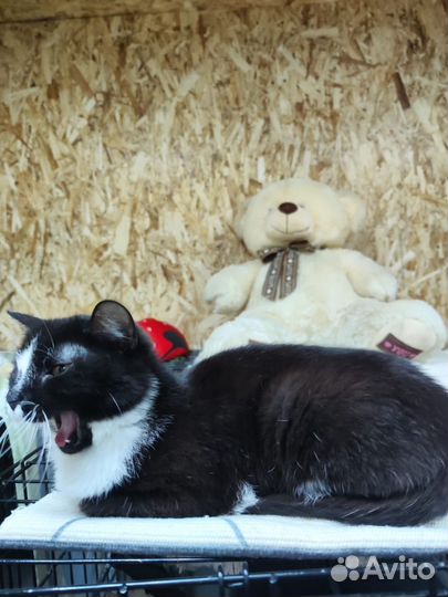 Кошка