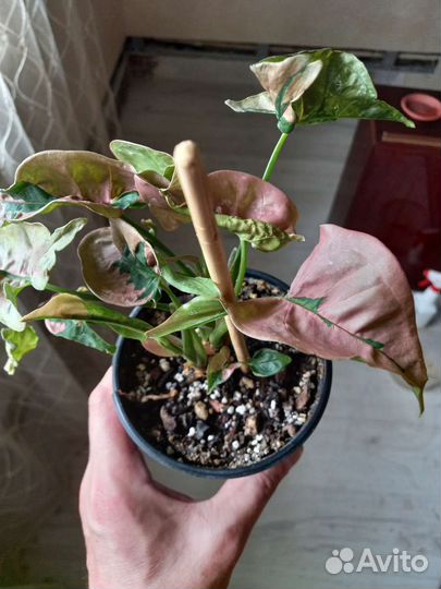 Сингониум пинк бьюти лава