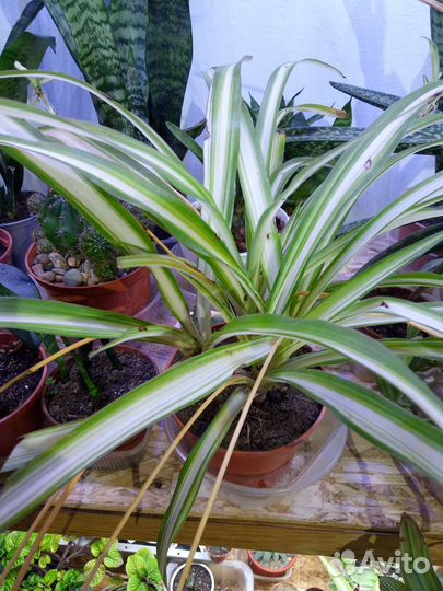 Хлорофитум