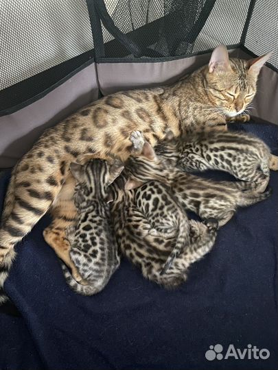 Бенгальская