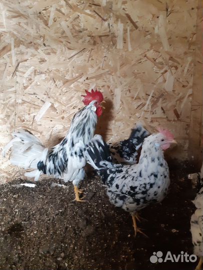 Яйцо для инкубации пародной птицы