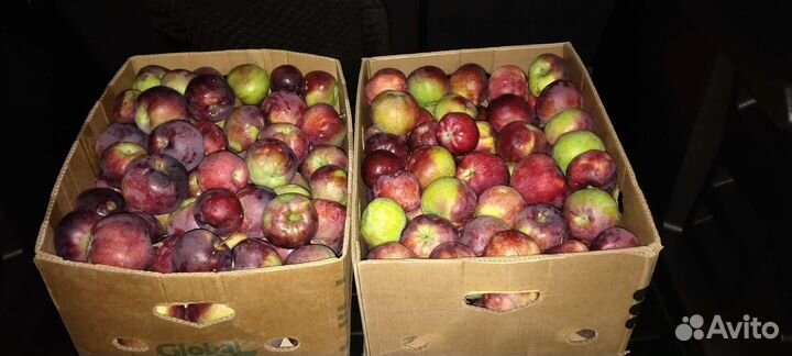 Яблоки Вильямс