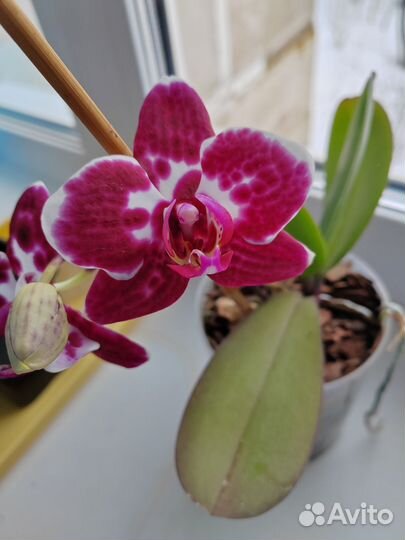 Орхидея фаленопсис