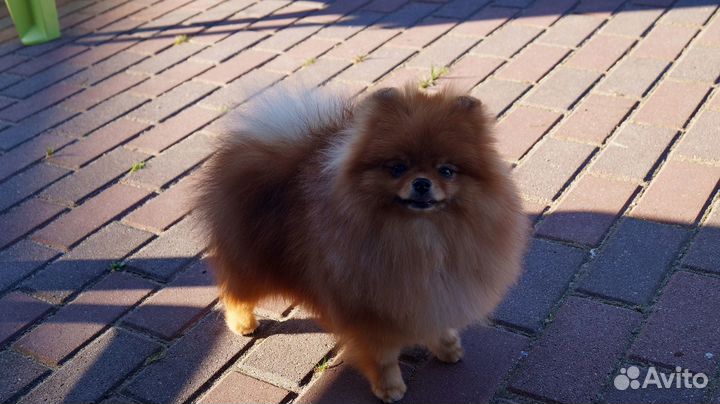 Шпиц девочка