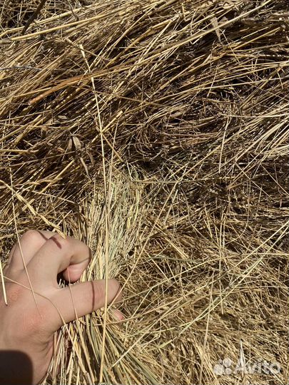 Сено, солома в рулонах