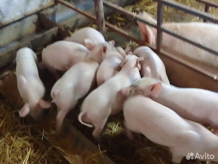 Поросята