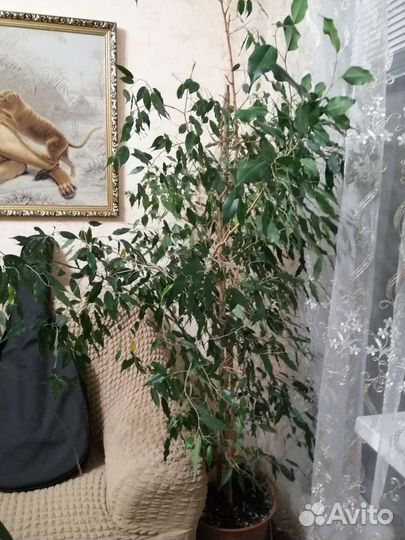 Фикус бенджамина большой