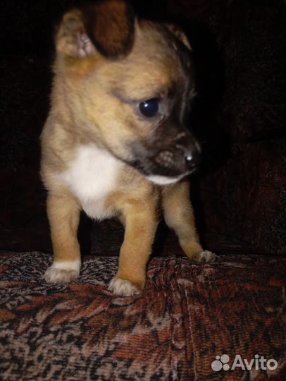 Щеночки в добрые руки