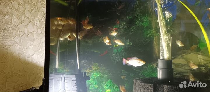 Продам Хромисов красавцев