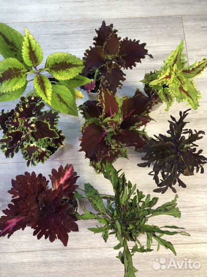 Колеусы вегетативные,традисканции готовые кашпо